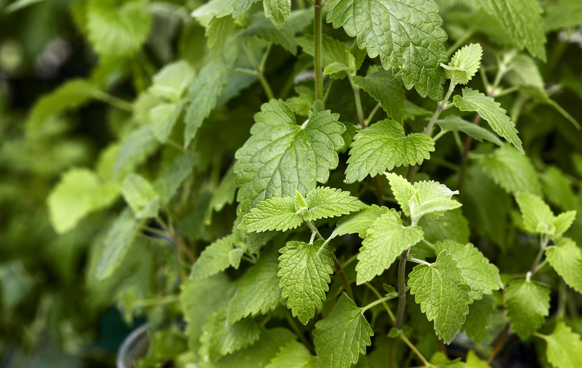 Catnip plants without flowers growing in a pot.