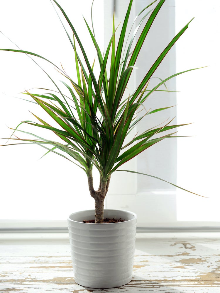 10 Low-Maintenance Houseplants to Keep Indoor Air Fresh