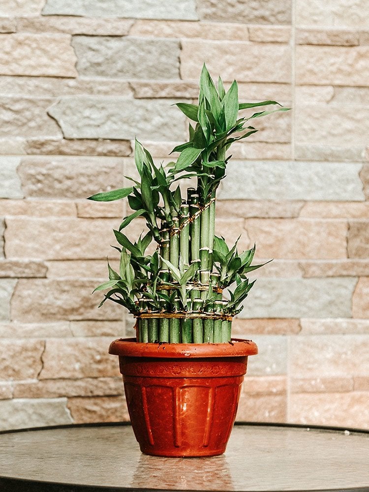 Count On These 25 Indoor Plants for Easy Color Year-Round