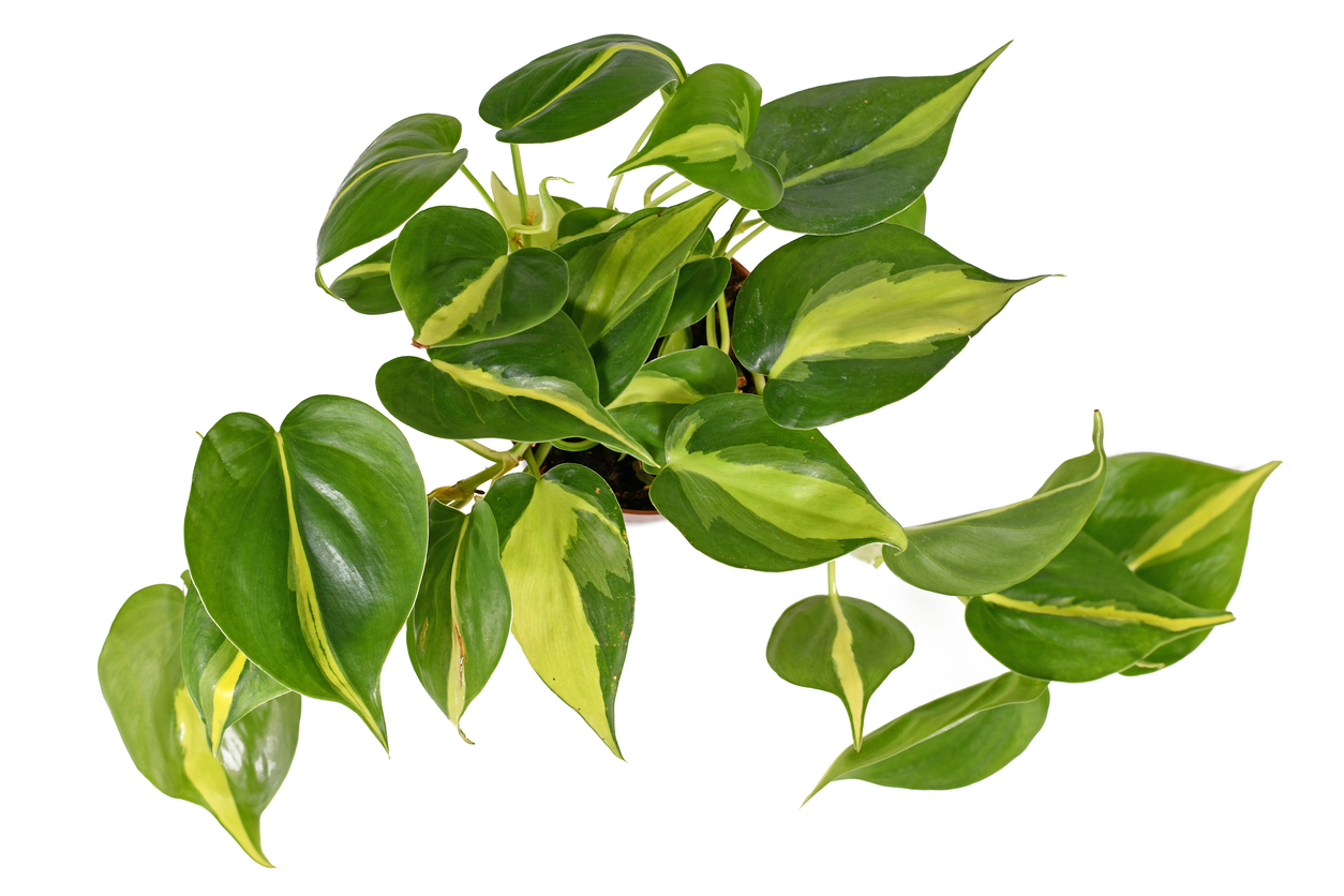 Philodendron Hederaceum on a white background.