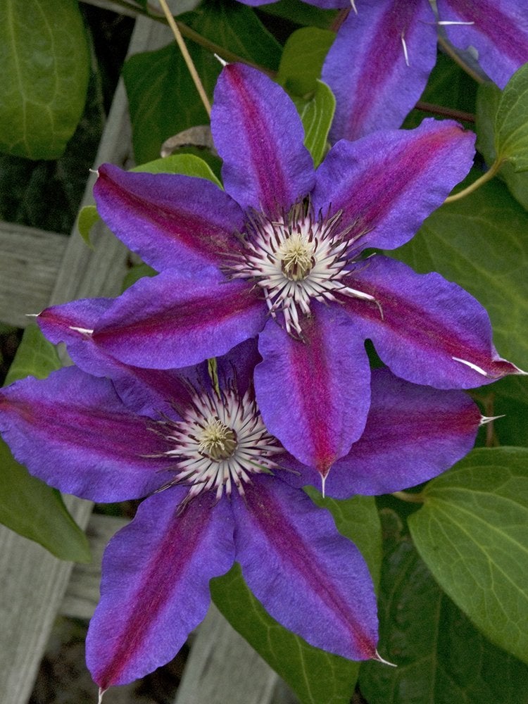 These 10 Flowering Plants Boast the Biggest Blooms