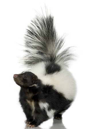 How to Get Rid of a Skunk