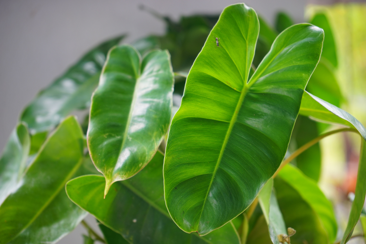 low light houseplants arrowhead vine leaves