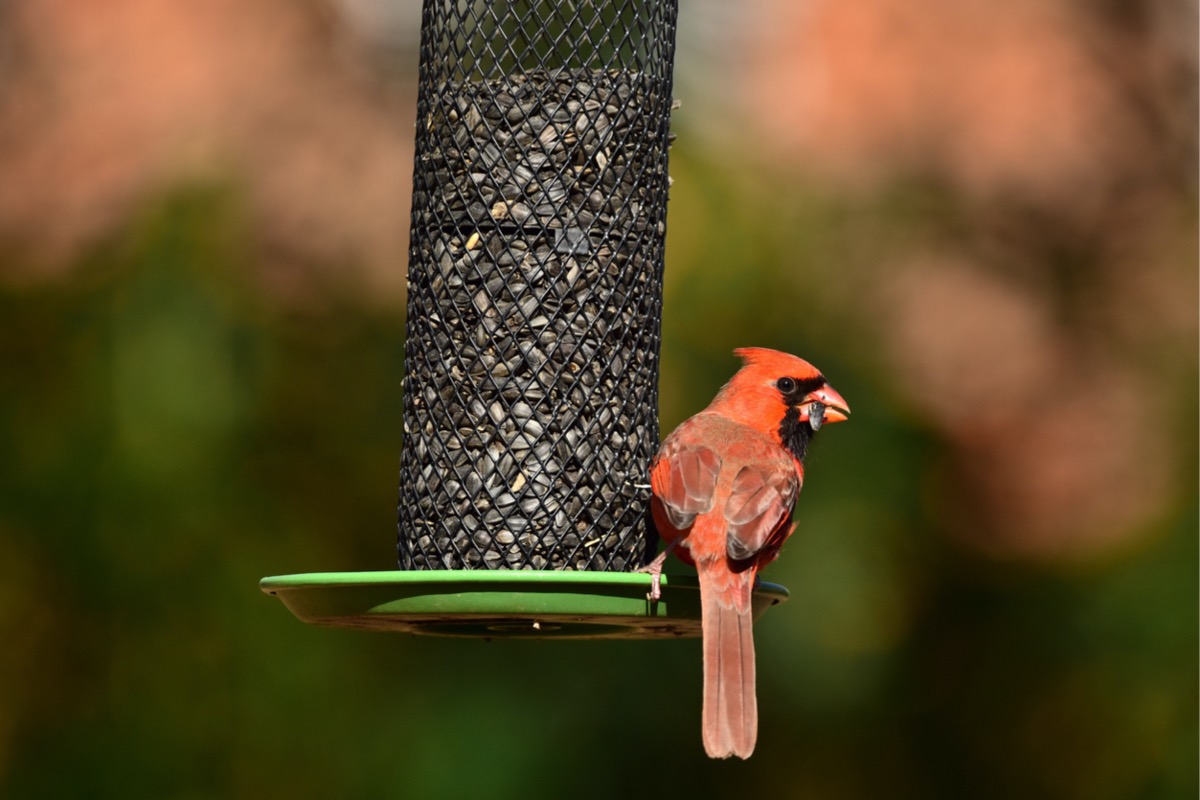 comment attirer les cardinaux