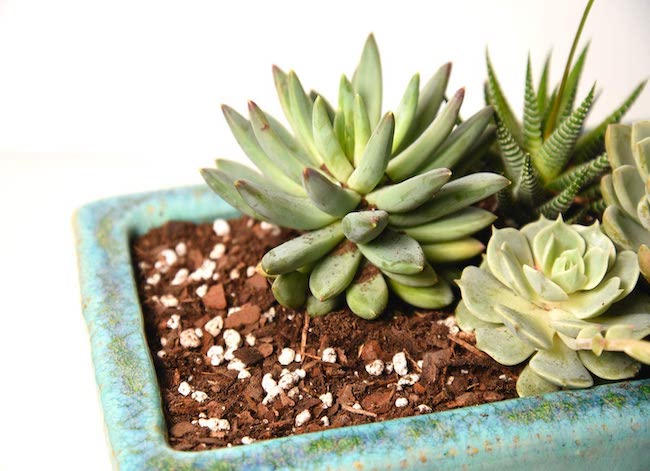 12 Handy Hacks for Lazy Houseplant Parents