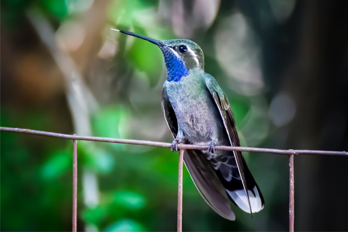 types de colibris