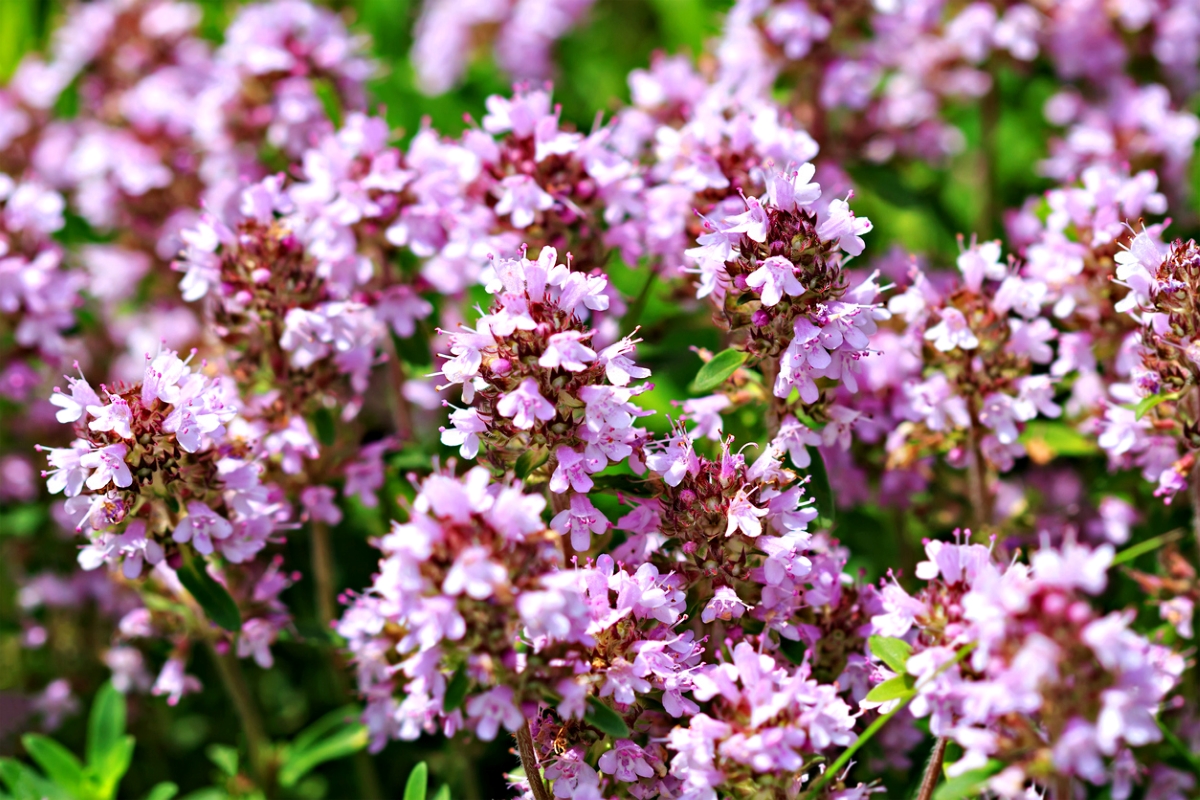 A bunch of purple, low-maintenance creeping thyme flowers.