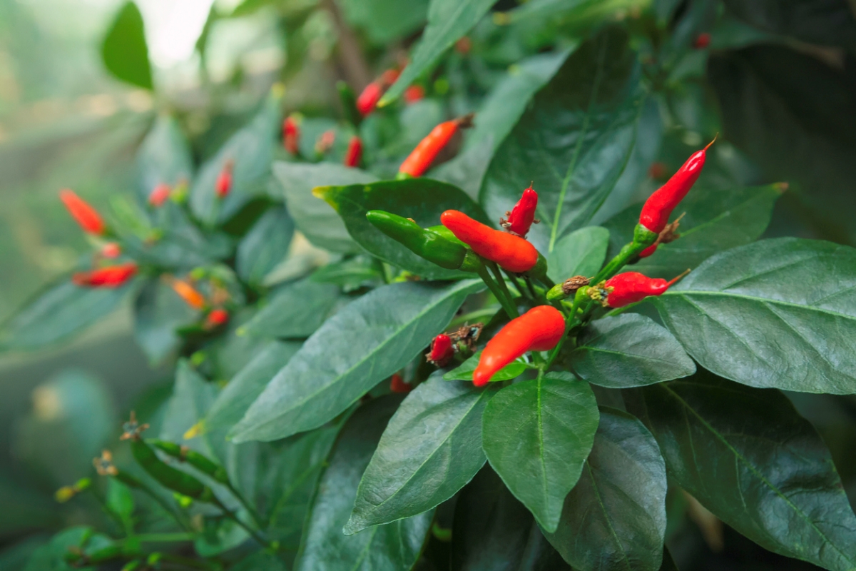 types de poivrons - piment tabasco