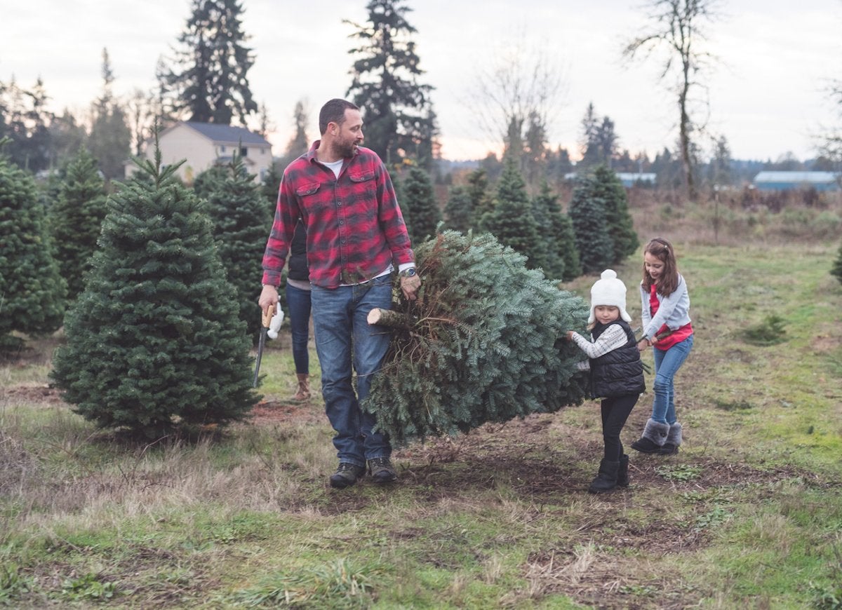 10 Things You Should Know Before You Cut Down Your Own Christmas Tree