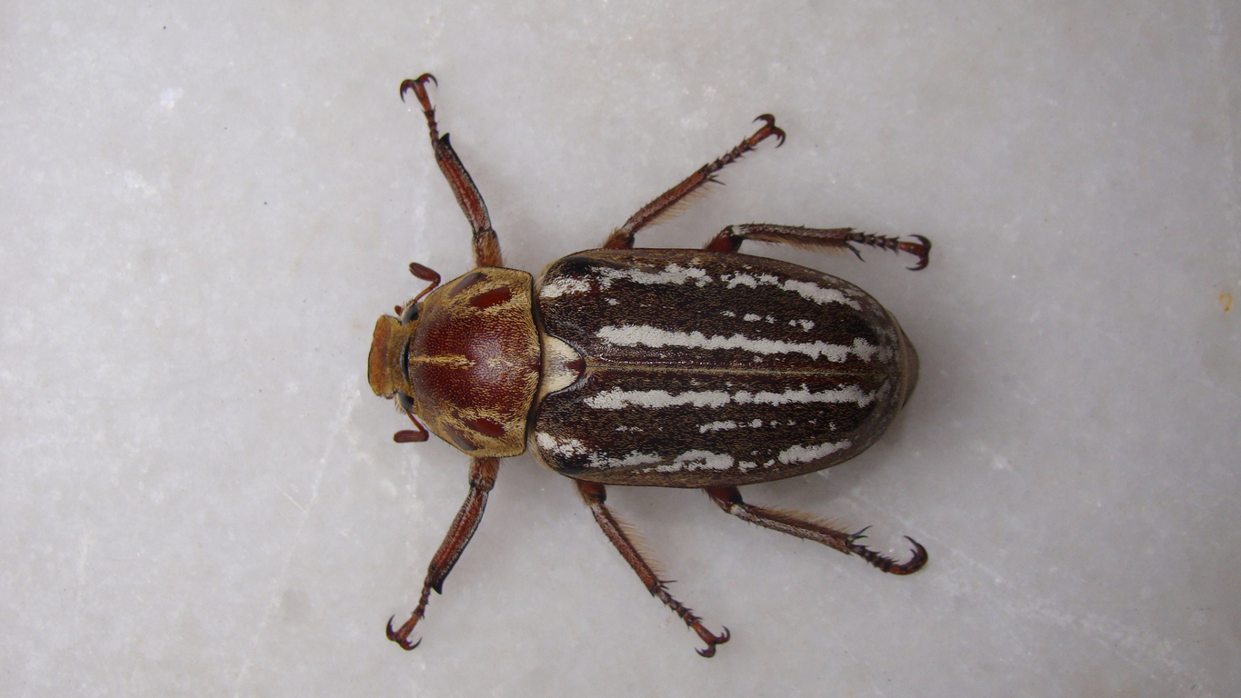 close up of a large beetle isolated. closeup beetle on white background. insects, insect, bug, bugs, animal, animals, wildlife, wild nature