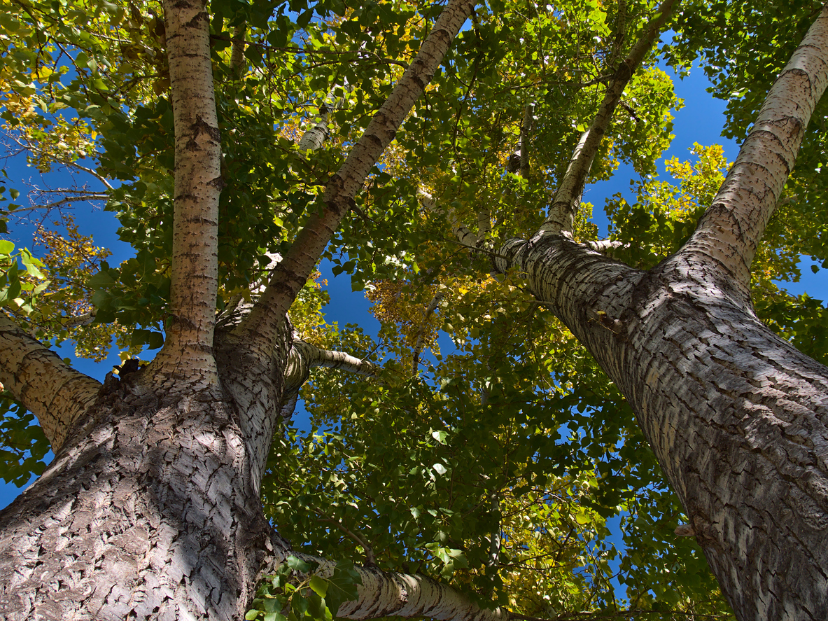 arbres d'ombrage à croissance rapide peuplier faux-tremble