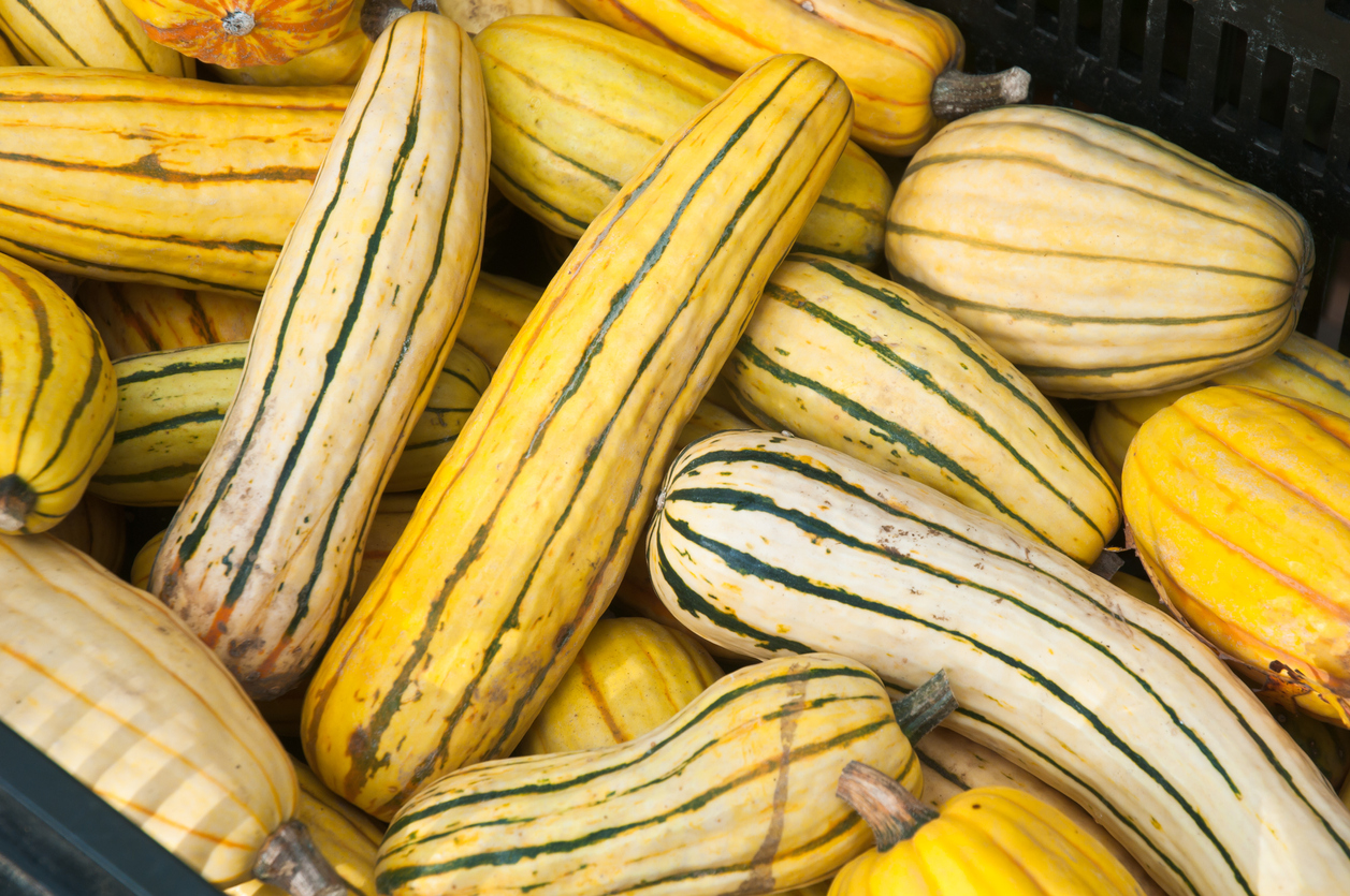 types of squash