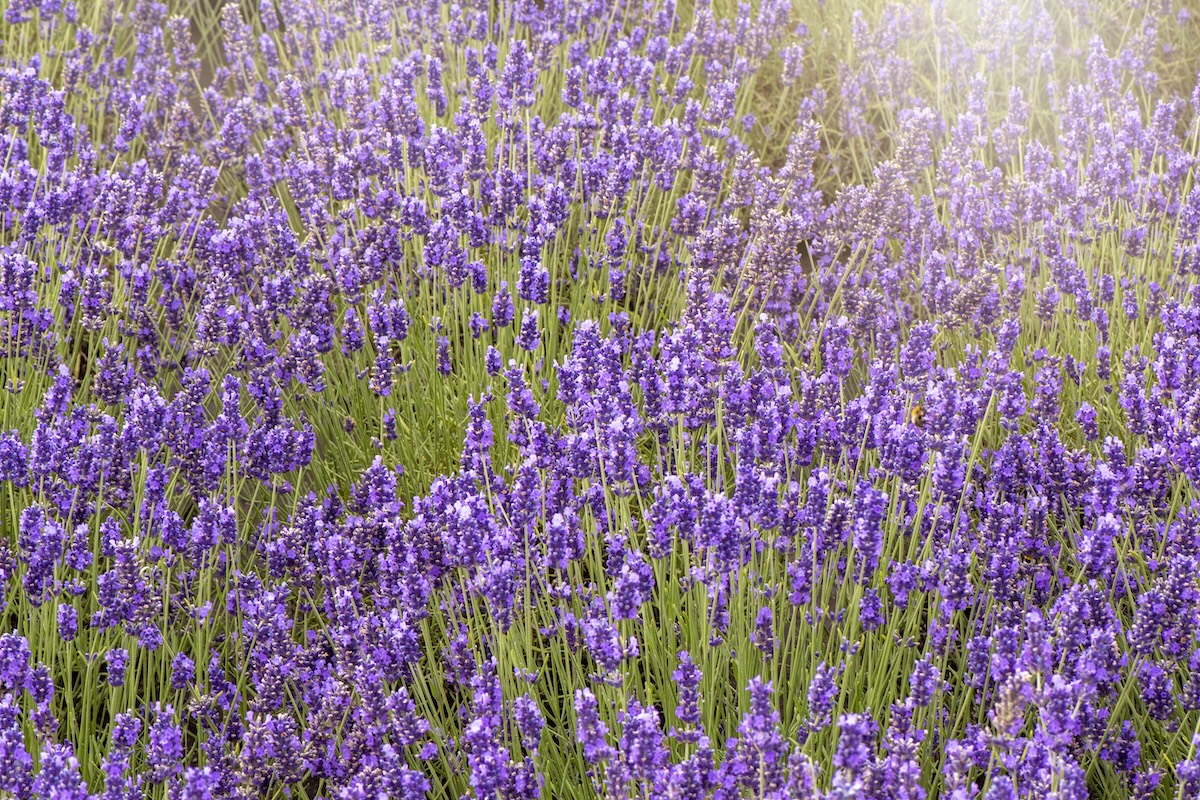 Light purple English Lavender growing in a sunny field. 