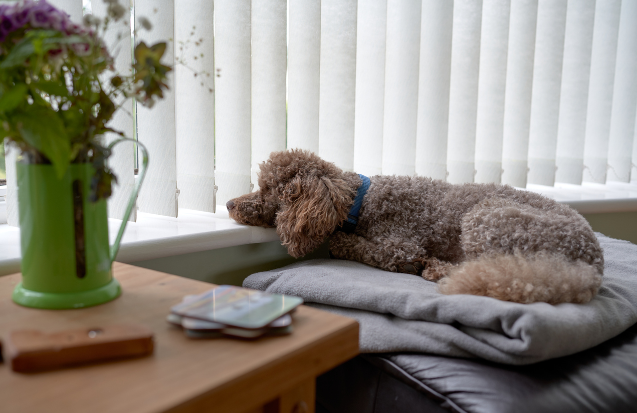 A pet dog resting on the window sill as it waits for it's owner to return.