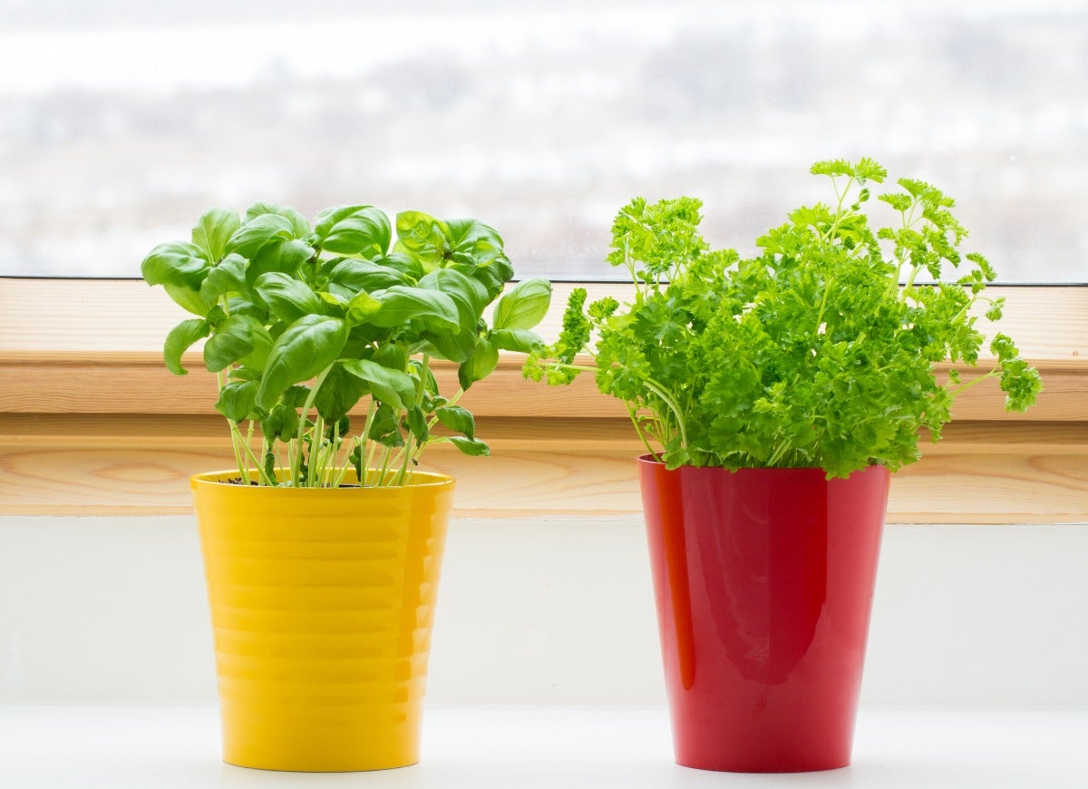 11 Indoor Gardening Projects Absolutely Anyone Can Do