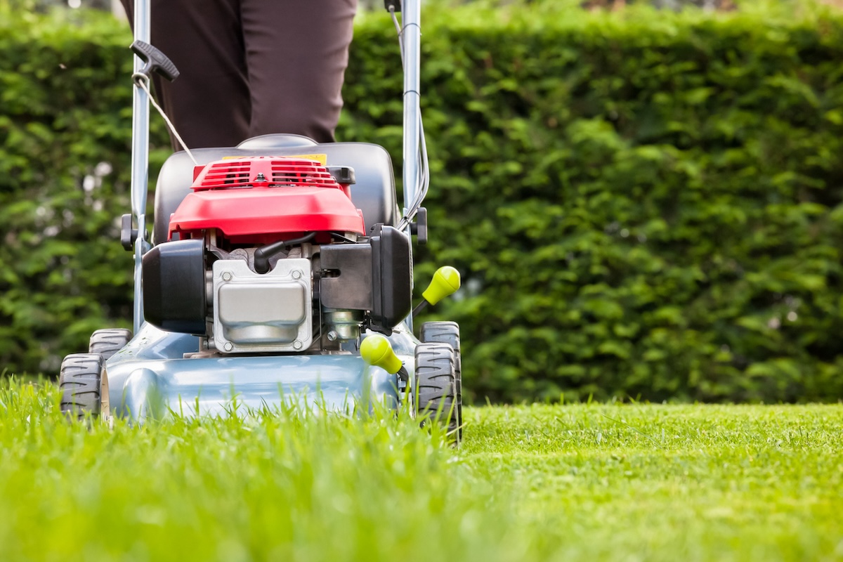 Cutting the lawn very short.