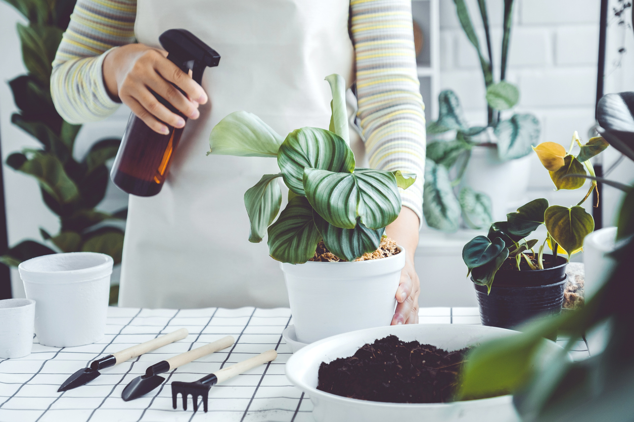 Asian Woman hand spray on leave plants in the morning at home using a spray bottle watering houseplants Plant care concept