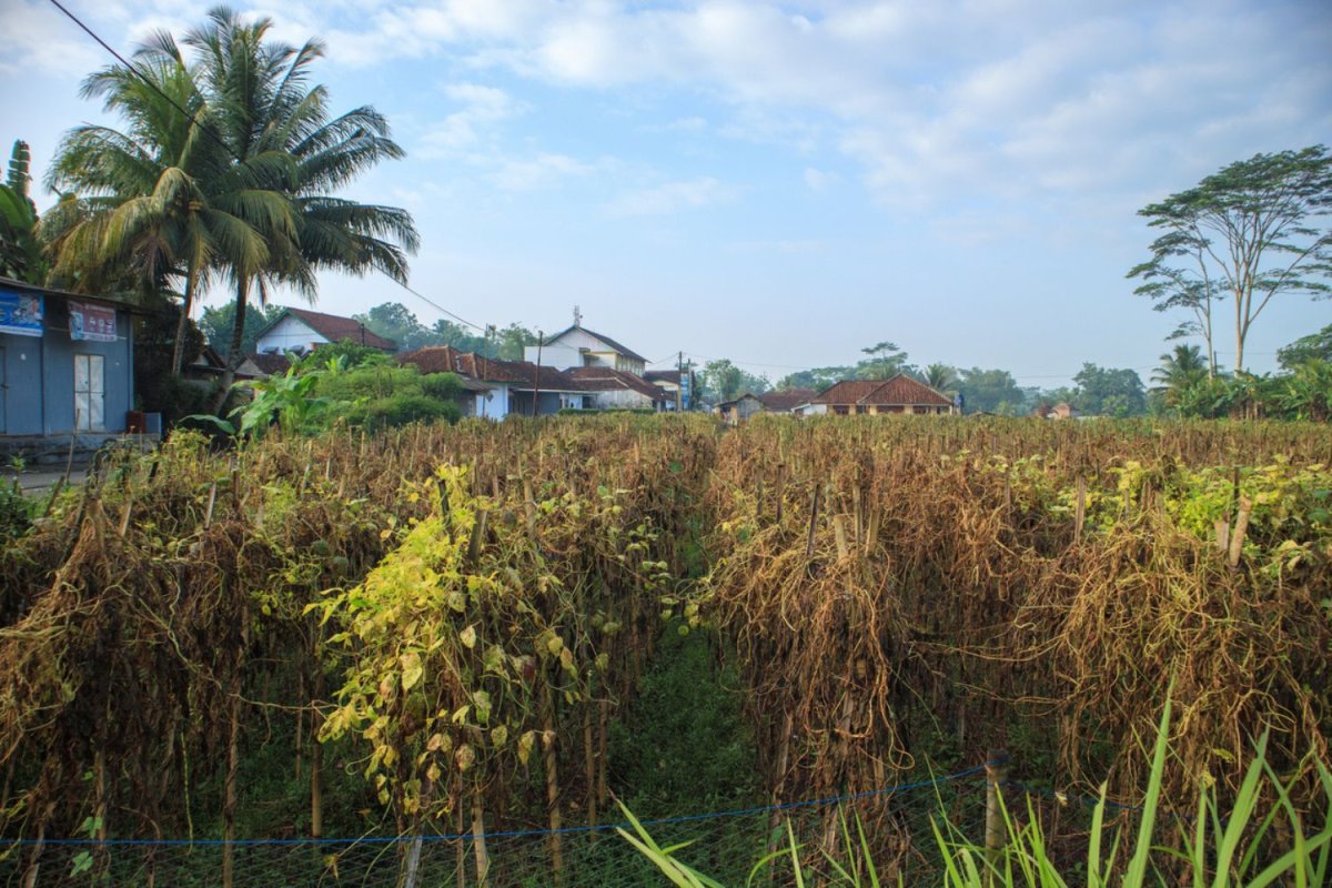 A view of bamboo in a field.