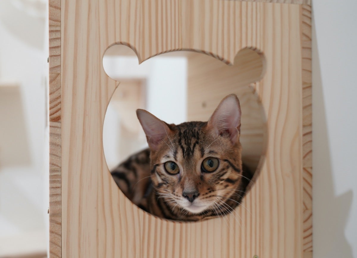 9 Catio Ideas Your Feline Friends will Love