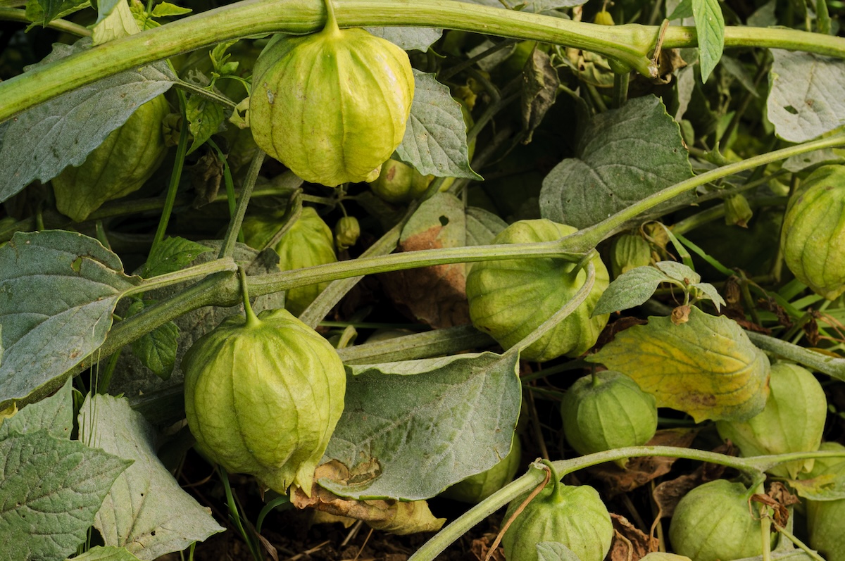 Green tomatillo growing along a vine in a garden.