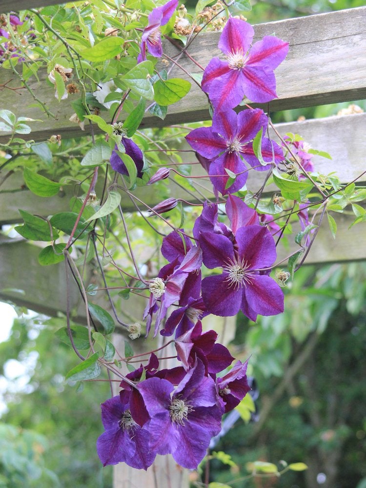 Flowering Climbers: 8 Cures for the Common Garden