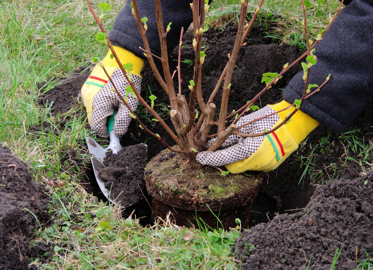 15 Things to Do in the Yard Before the First Frost