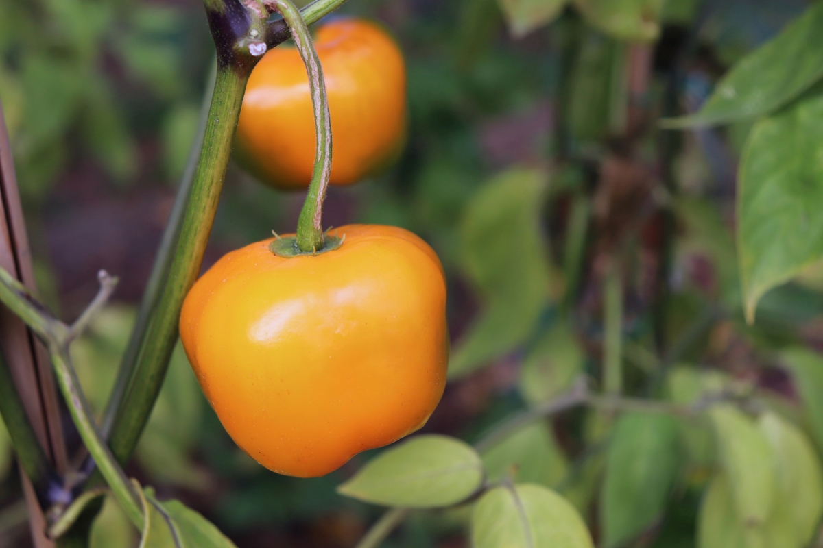 types de poivrons - poivron jaune rocoto