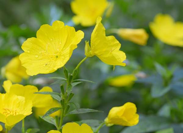 Sundrops (Calylophus hartwegii)