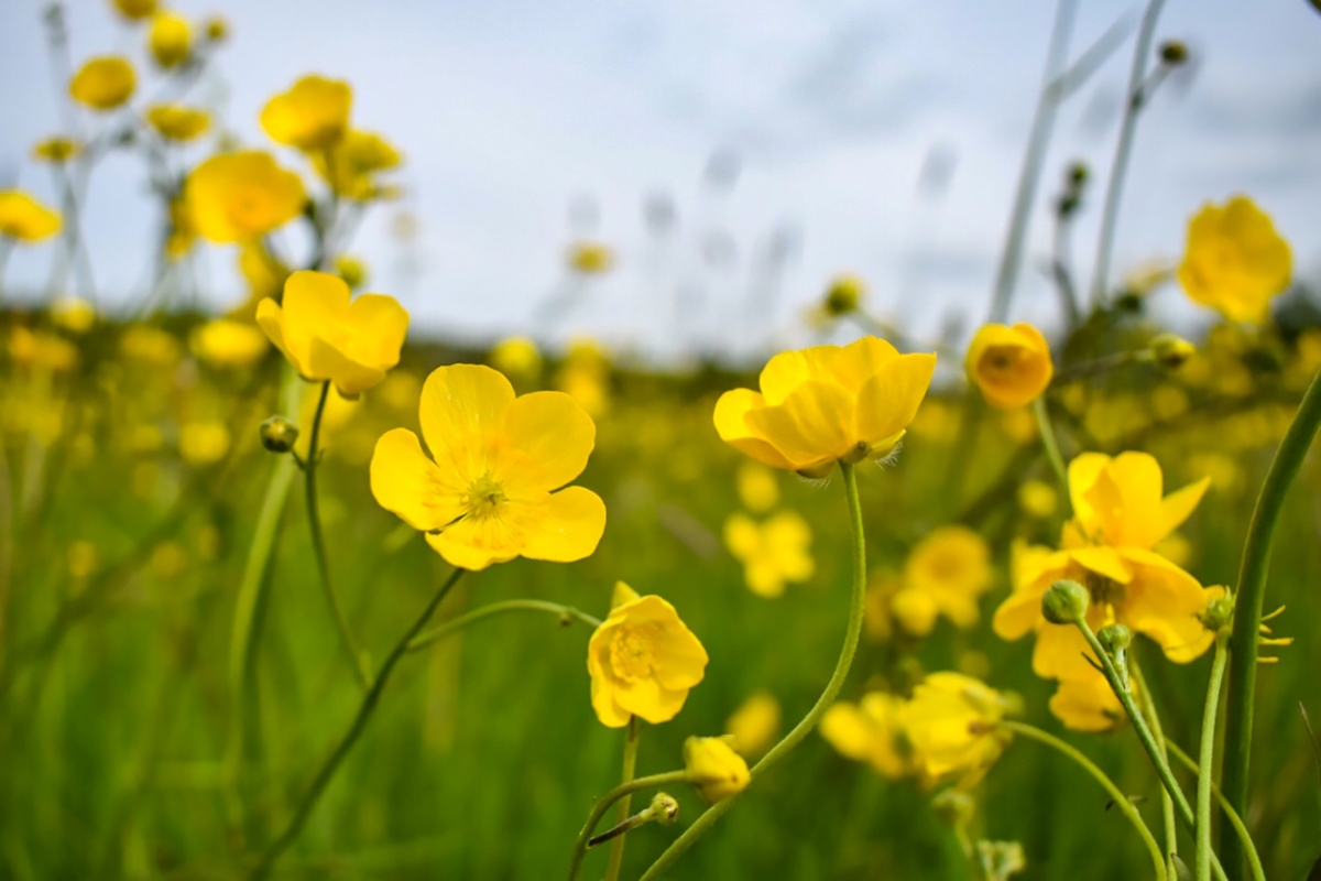 Yellow Buttercup flowers