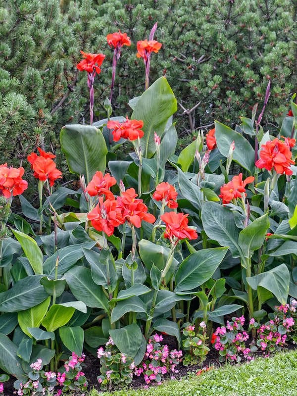 Canna Lily (Canna spp.)