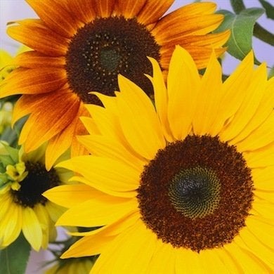 10 Not-to-Be-Missed Sunflower Blooms