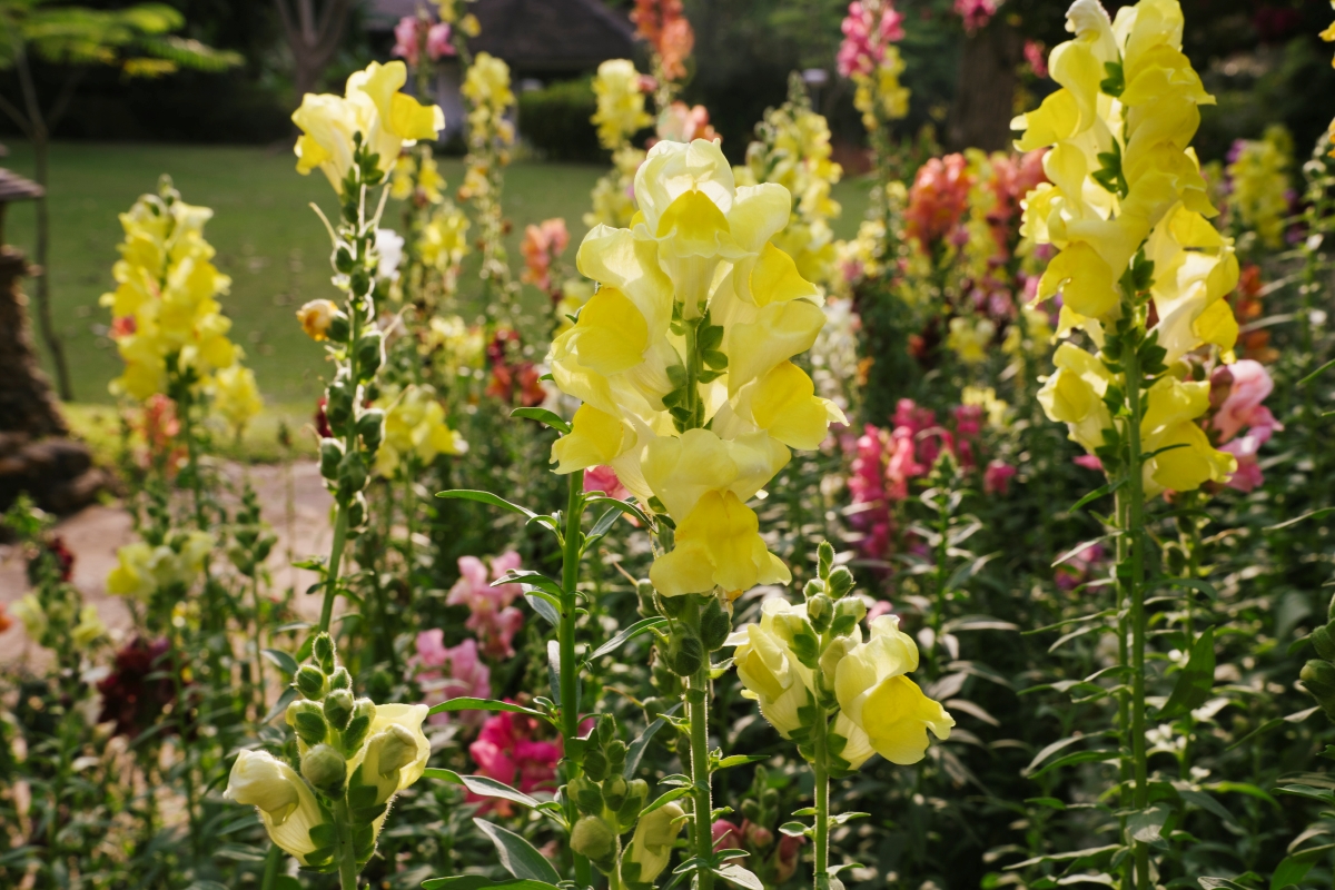 Yellow snapdragon flower garden.