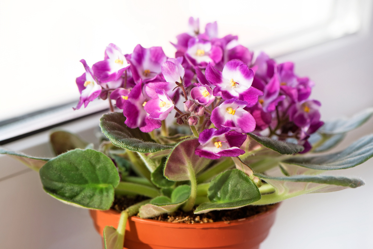 african violet care