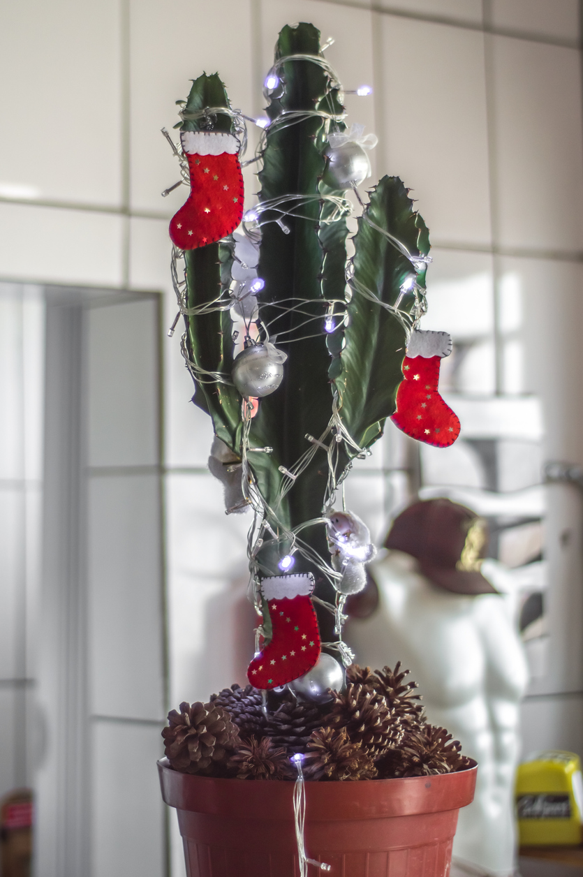 iStock-1351263964 alternatives à l'arbre de Noël cactus de Noël