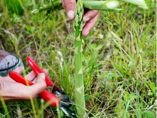 comment faire pousser des asperges