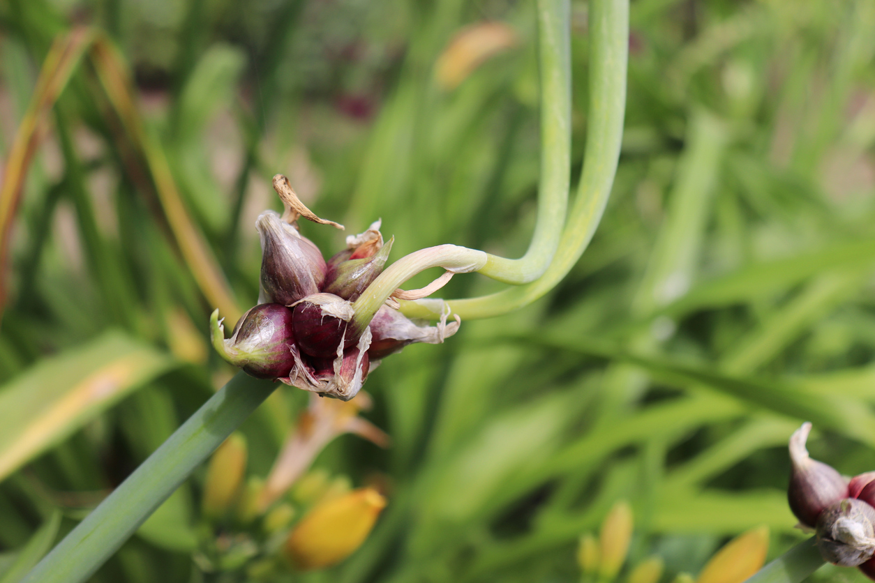 perennial vegetables