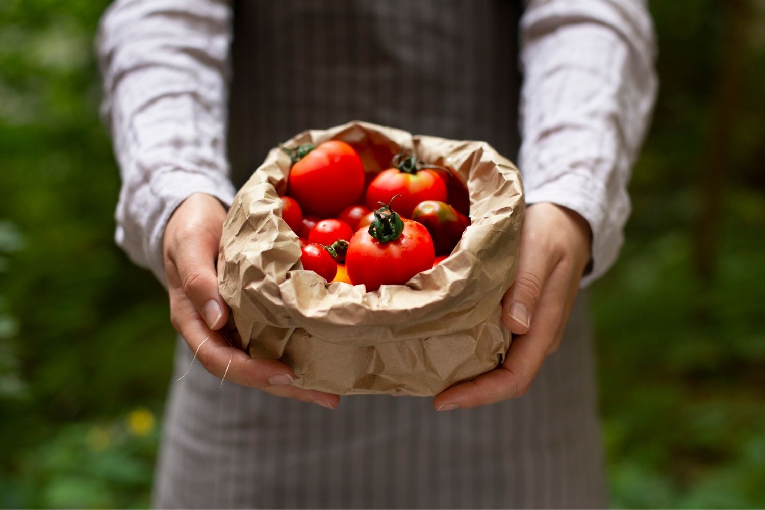 Comment conserver les tomates