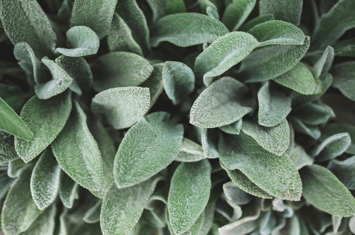 Close-up of lamb's ear plants, which are a low-maintenance plant for gardens.