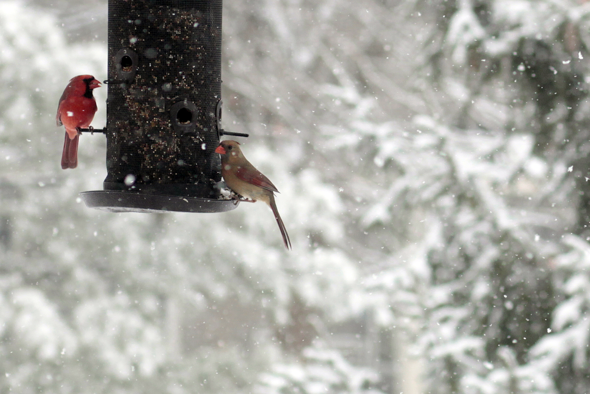 Comment attirer les oiseaux vers la mangeoire