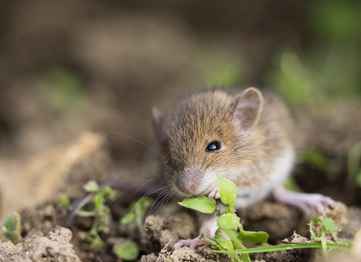 20 Tips for Keeping All Critters Out of Your Yard and Garden