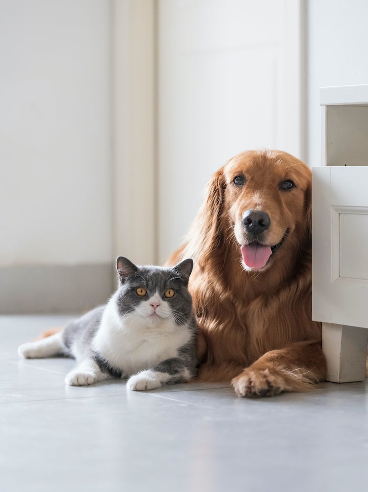 15 Things Every Pet Owner Needs for a Clean House