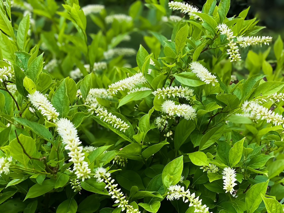 White Virginia Sweetspire bush.