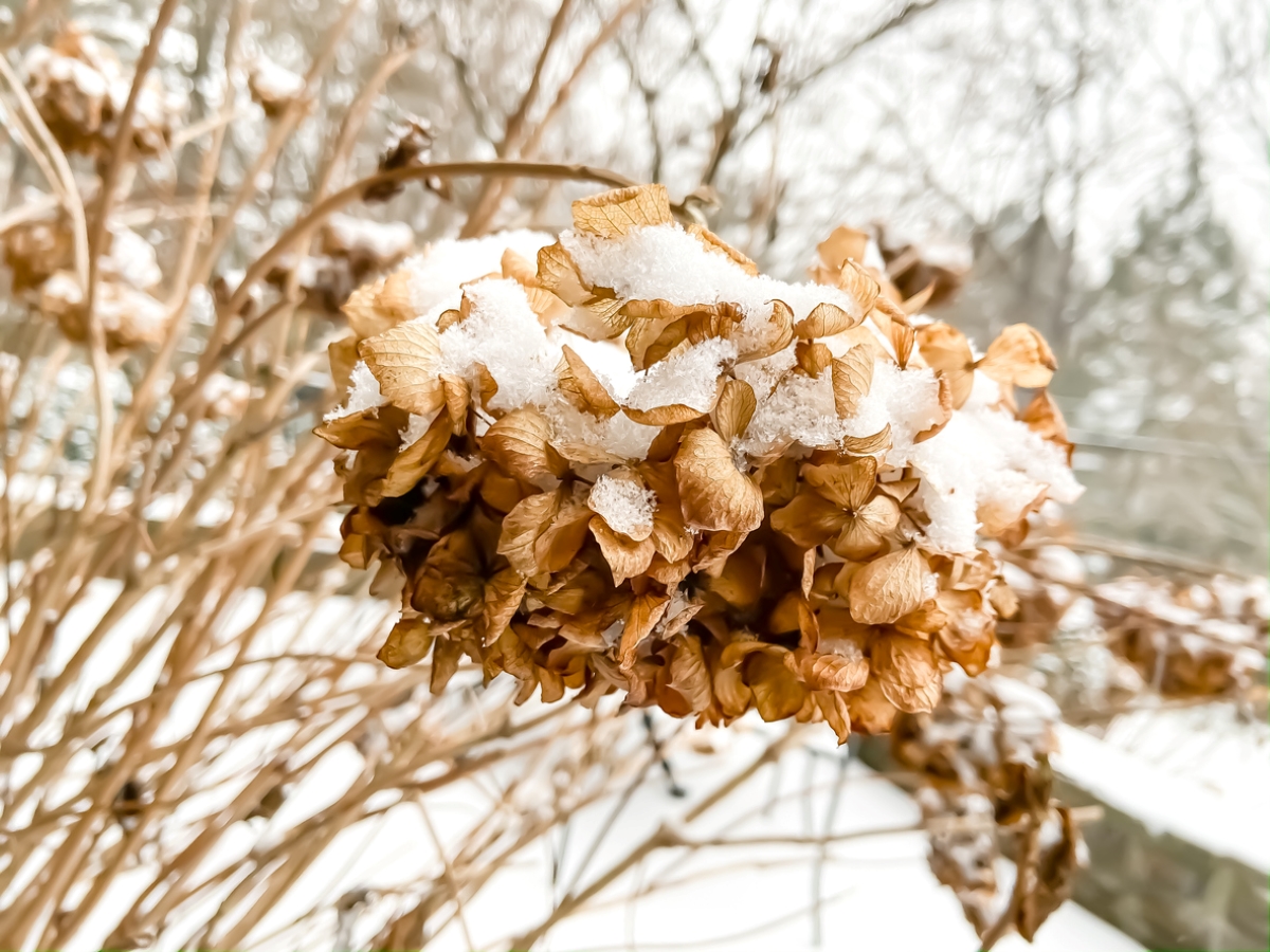 Les hortensias peuvent-ils pousser en pot - hydrangea snow