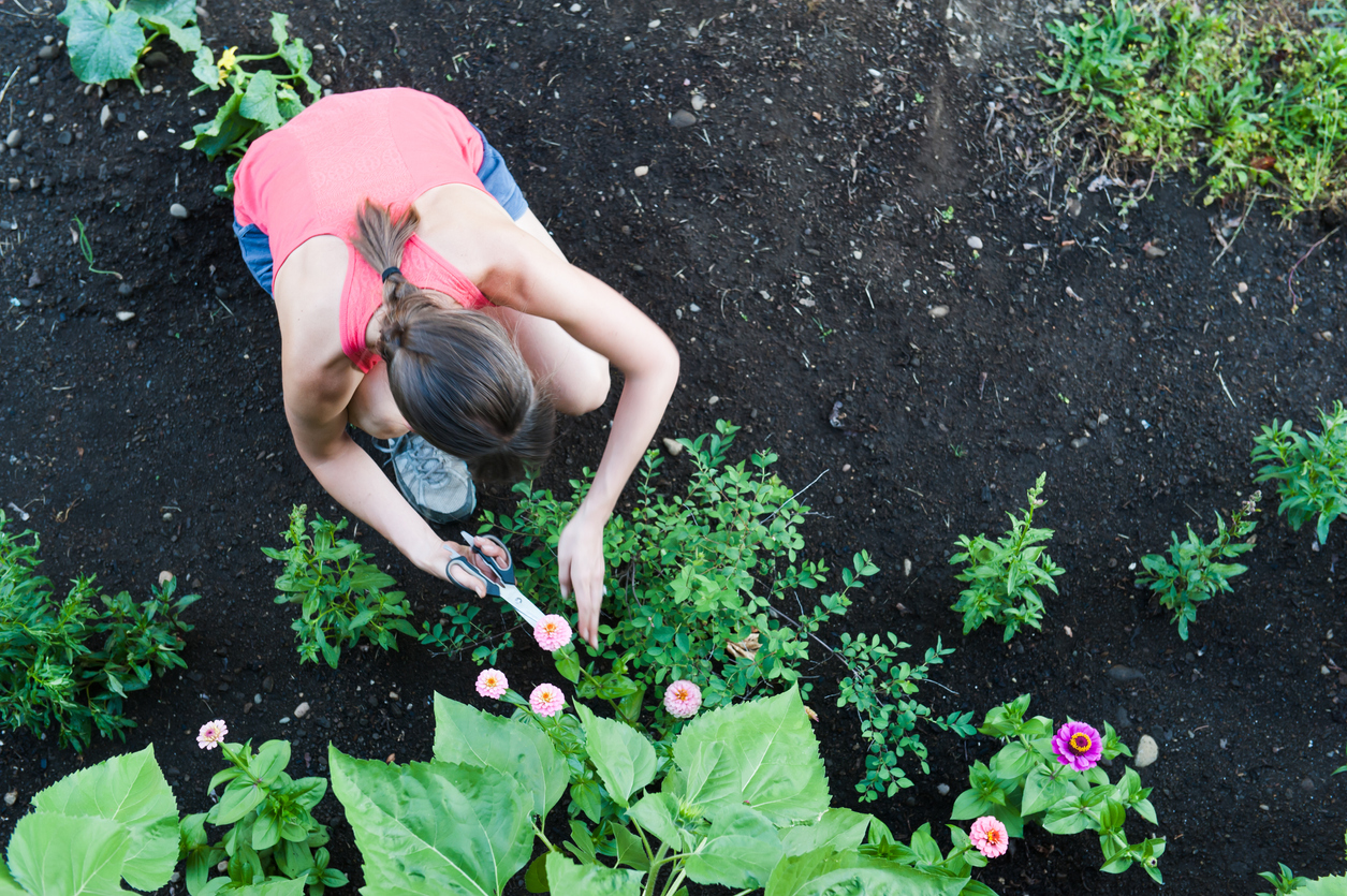 how to get rid of moss in lawn