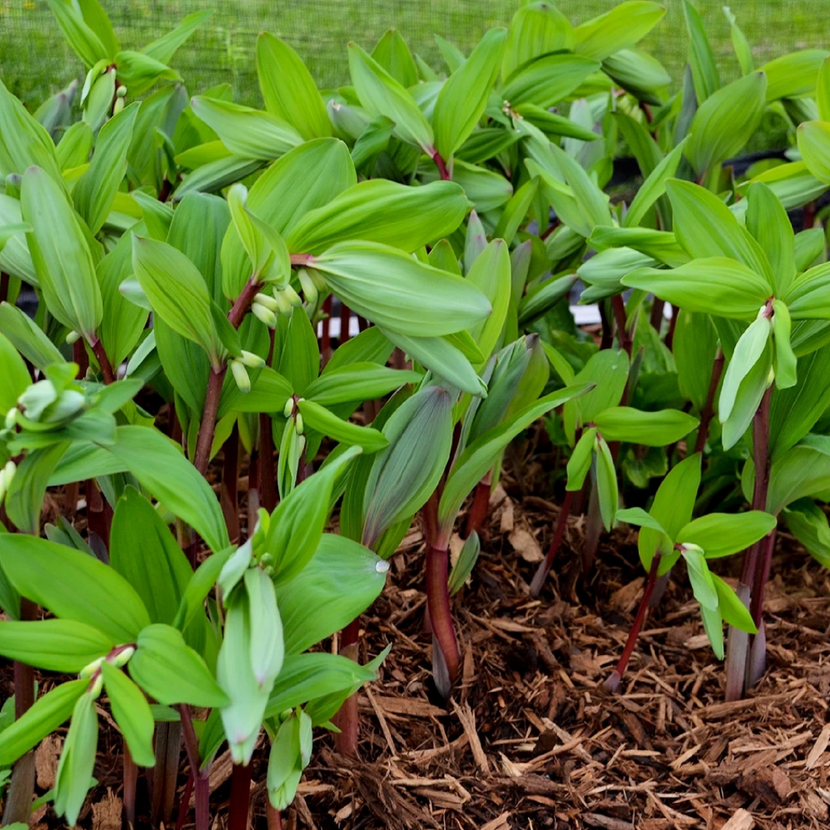 Solomon's seal plant