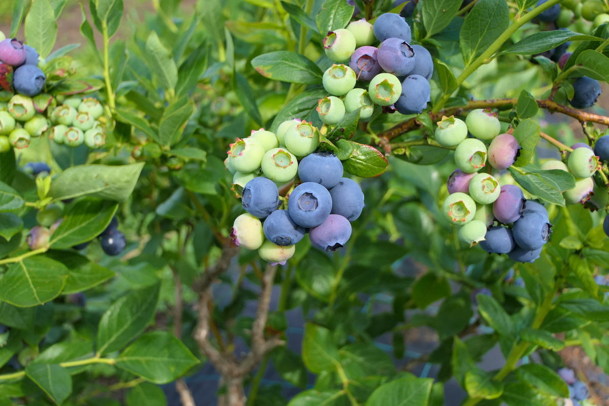 buisson de myrtilles dans un paysage domestique