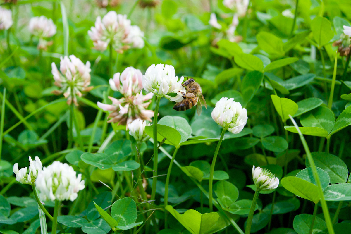 pas de tonte possible pour aider les pollinisateurs