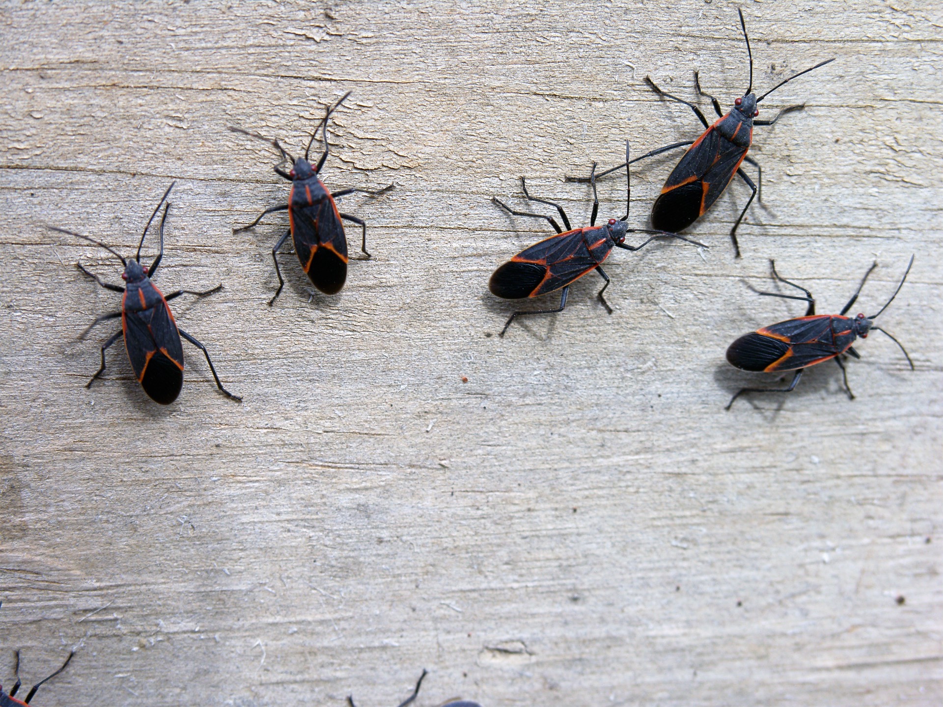 iStock-92021534 worst pests boxelder bugs.jpg