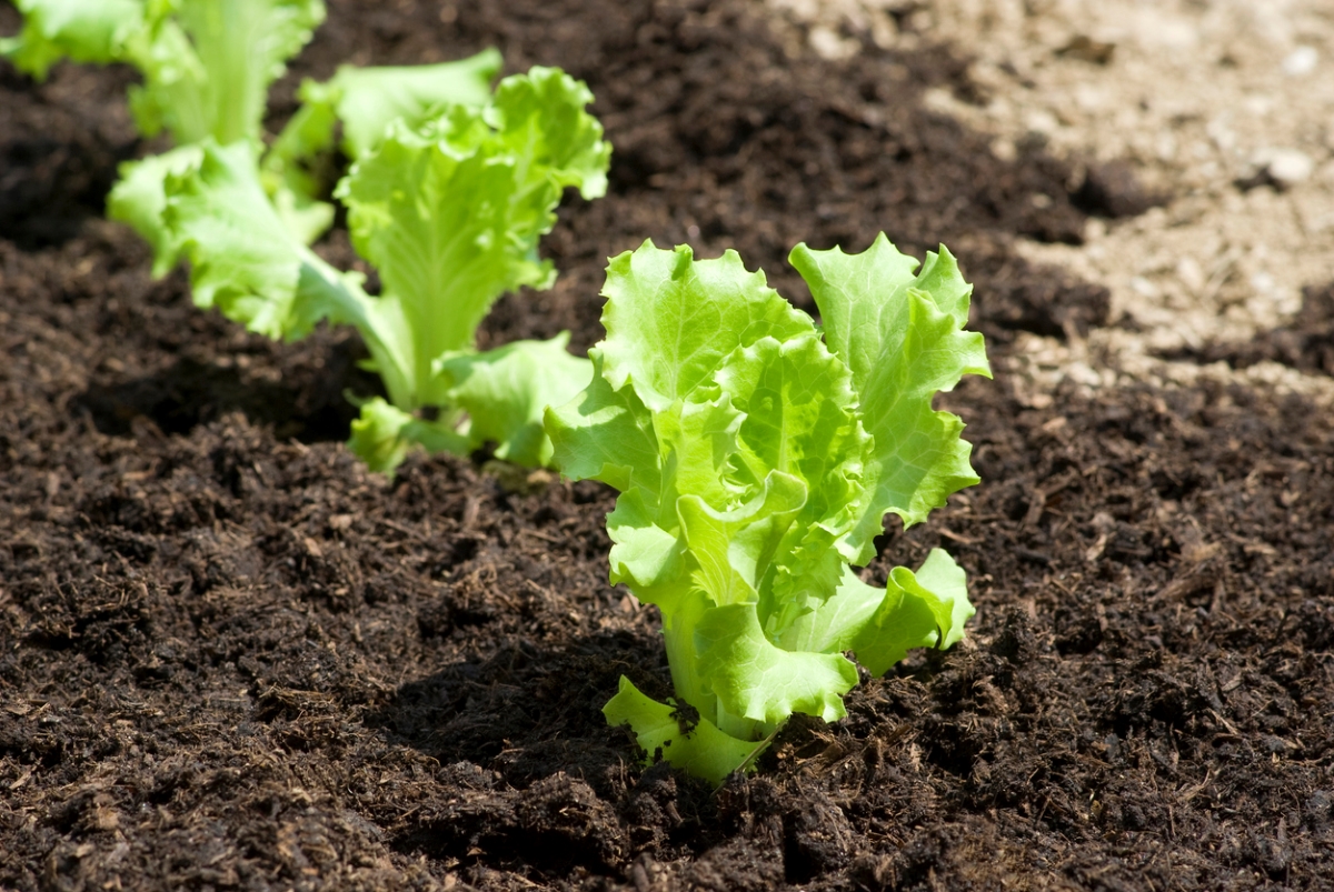 Baby lettuce growing in garden.