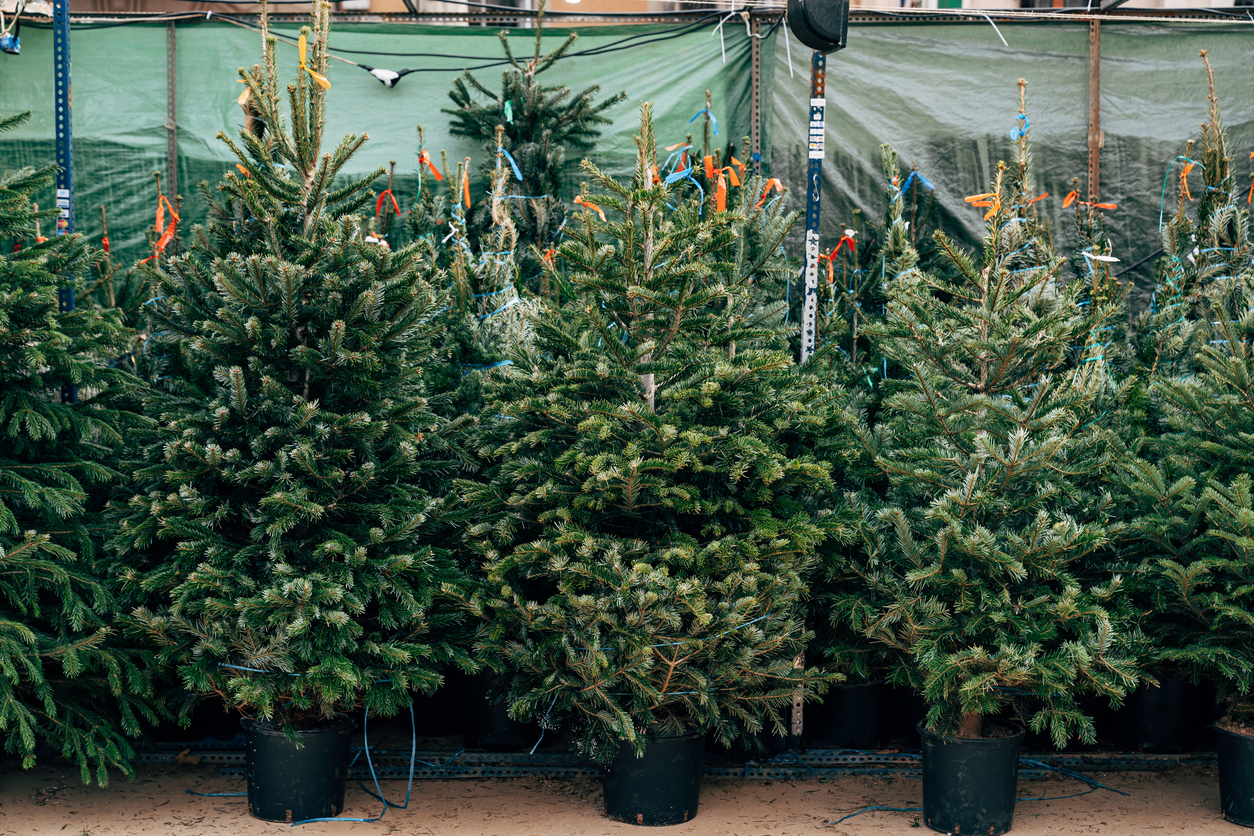 living christmas tree Sale of Christmas trees. Beautiful Christmas trees in pots are sold at Christmas market.